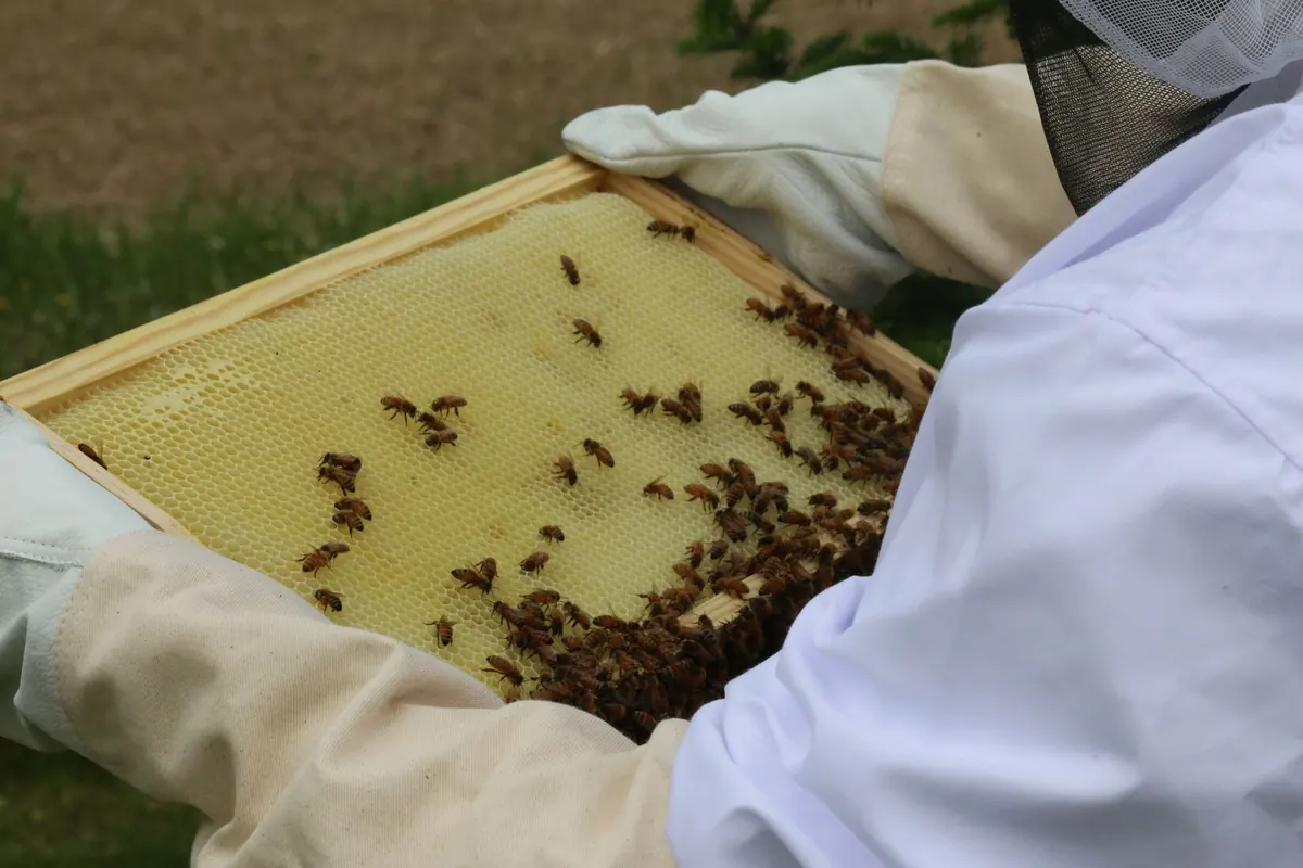 10 Common Beginner Beekeeping Mistakes in Scotland (and How to Avoid Them)