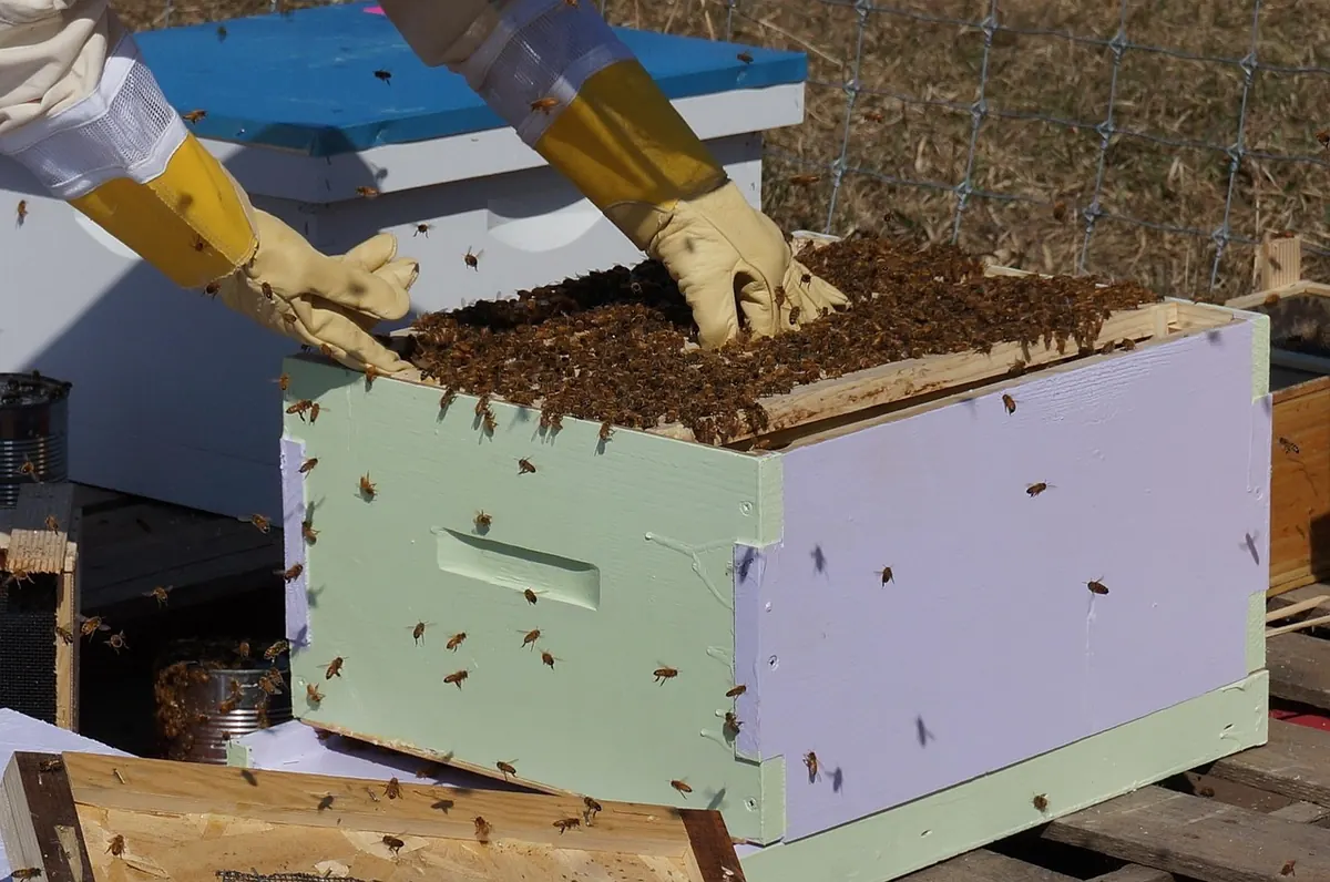 Beekeeping in Scotland: A Complete Beginner's Guide to Your First Hive