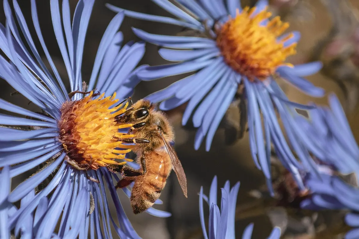 Creating a Bee-Friendly Wildflower Patch in a Scottish Garden