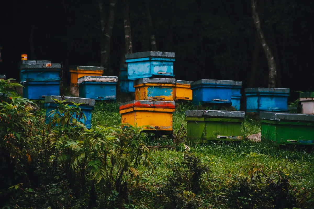 National vs Langstroth vs Commercial Hives: Which Suits Scottish Beekeepers?