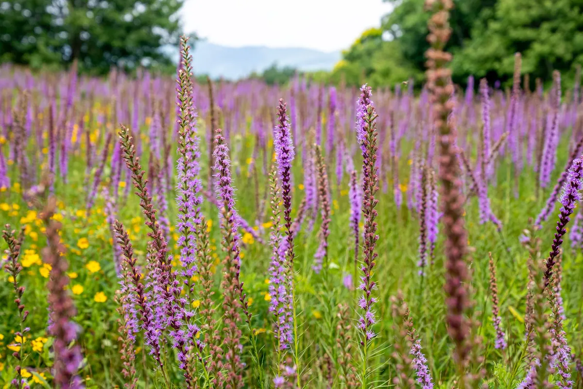 Native Scottish Wildflowers for Bees: What to Plant by Season