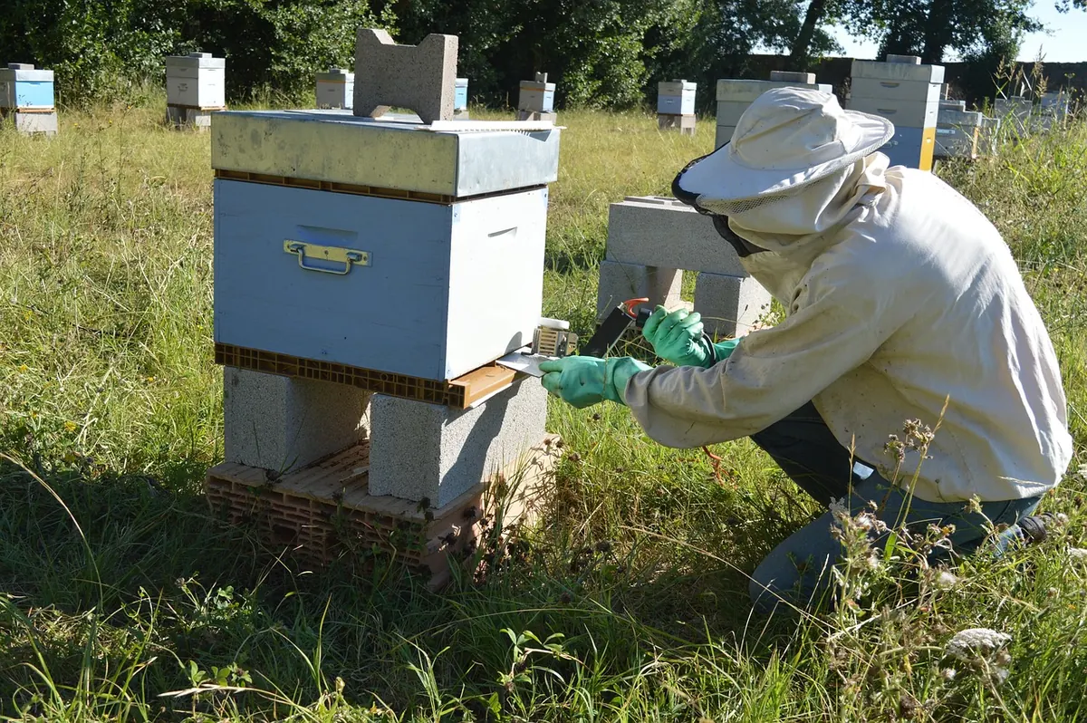 Varroa Mite Treatment Options for Scottish Beekeepers: A Comparison